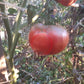 Carolina Dusk DER TOMATENFLÜSTERER