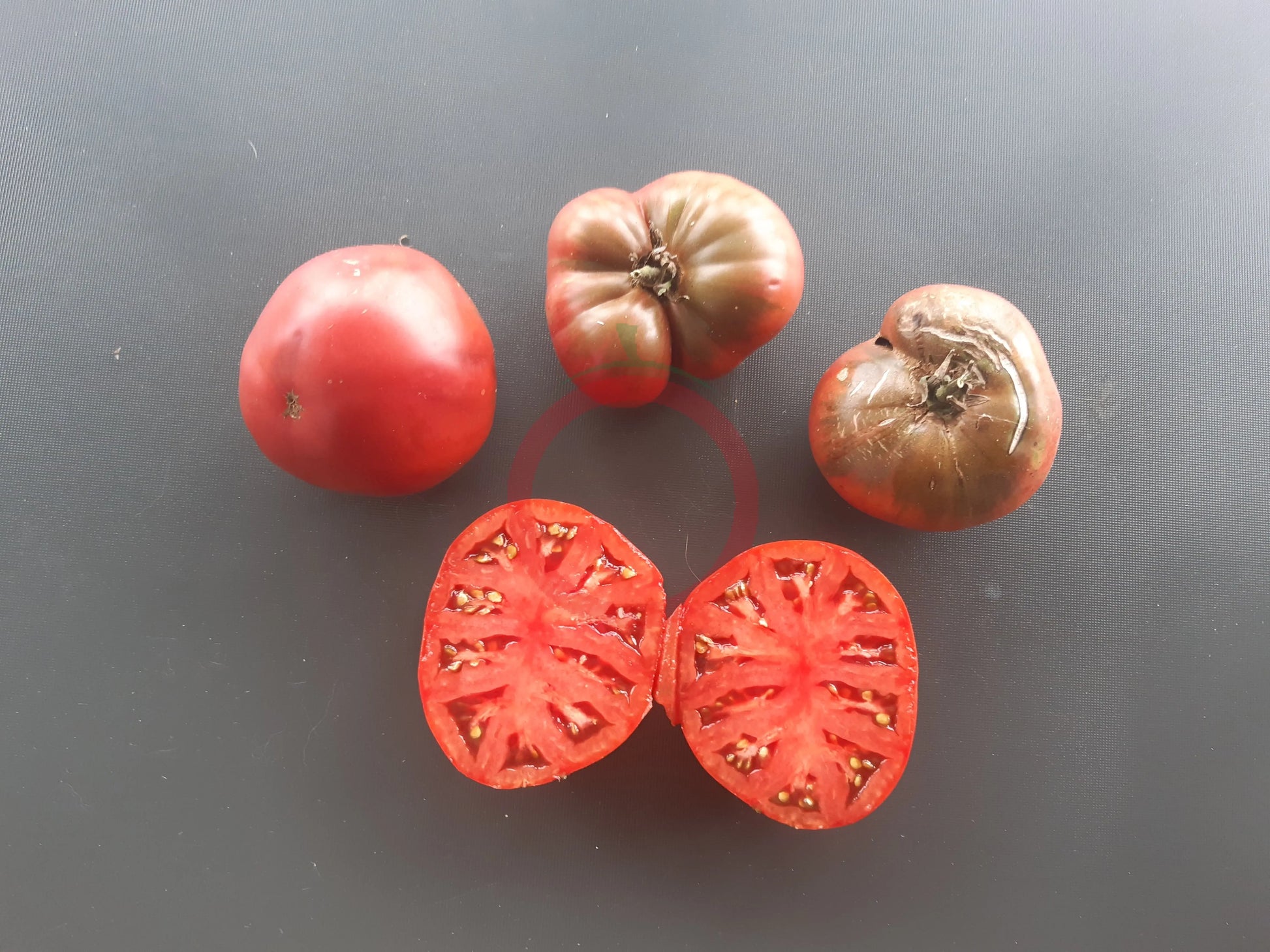 Carolina Dusk DER TOMATENFLÜSTERER