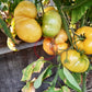 Casey Pure Yellow DER TOMATENFLÜSTERER