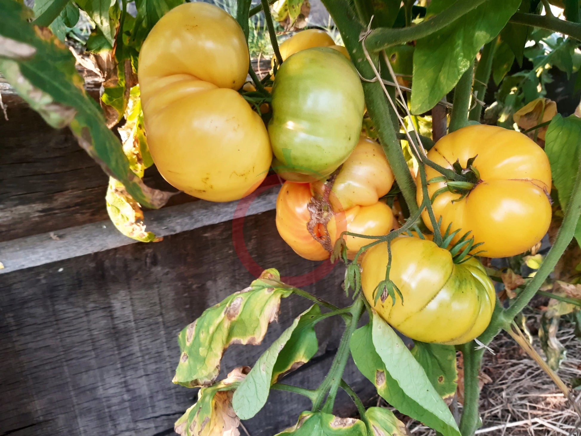 Casey Pure Yellow DER TOMATENFLÜSTERER