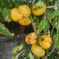 Casey Pure Yellow DER TOMATENFLÜSTERER