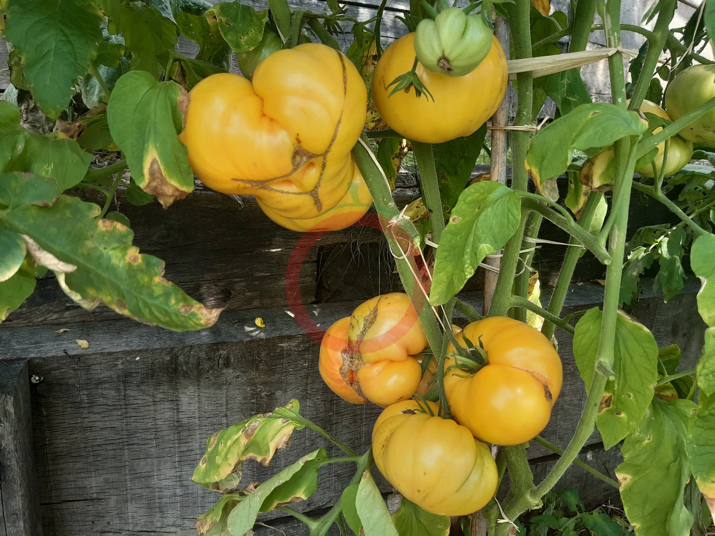Casey Pure Yellow DER TOMATENFLÜSTERER