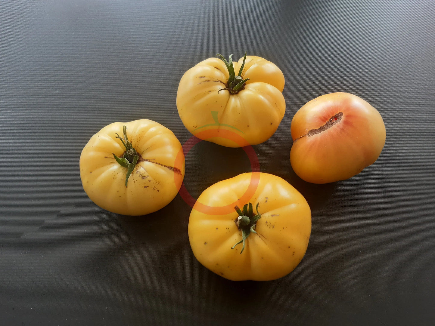Casey Pure Yellow DER TOMATENFLÜSTERER