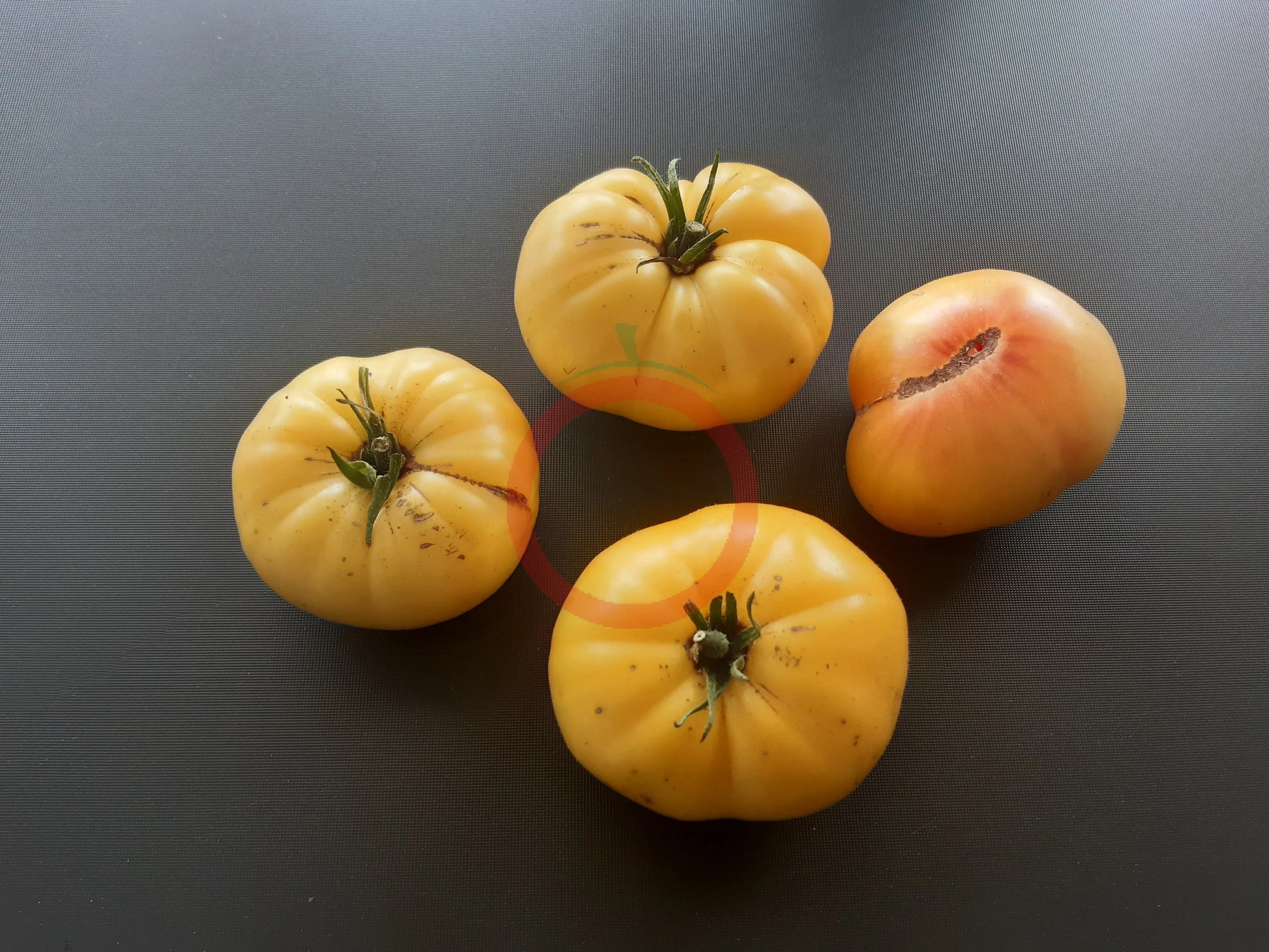 Casey Pure Yellow DER TOMATENFLÜSTERER