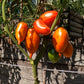 Cassady Royal Tiger DER TOMATENFLÜSTERER