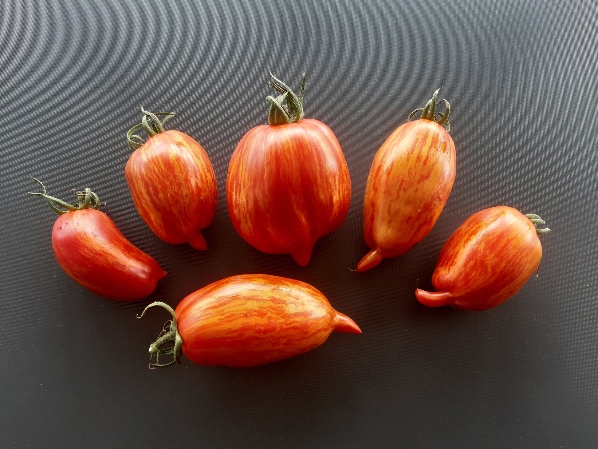 Cassady Royal Tiger DER TOMATENFLÜSTERER