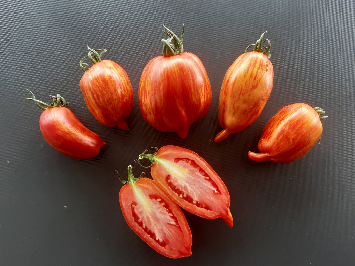 Cassady Royal Tiger DER TOMATENFLÜSTERER