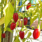 Catarina DER TOMATENFLÜSTERER