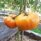 Catwell DER TOMATENFLÜSTERER
