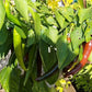 Cayenne Chocolate DER TOMATENFLÜSTERER