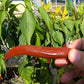 Cayenne Chocolate DER TOMATENFLÜSTERER