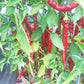 Cayenne Long Slim DER TOMATENFLÜSTERER