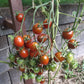 Centiflor Black DER TOMATENFLÜSTERER