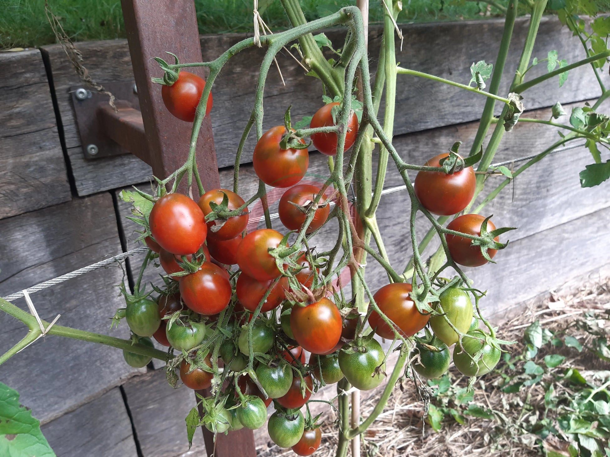 Centiflor Black DER TOMATENFLÜSTERER