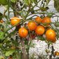 Centiflor Orange DER TOMATENFLÜSTERER