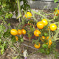 Centiflor Yellow DER TOMATENFLÜSTERER
