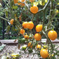 Centiflor Yellow DER TOMATENFLÜSTERER