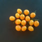 Centiflor Yellow DER TOMATENFLÜSTERER