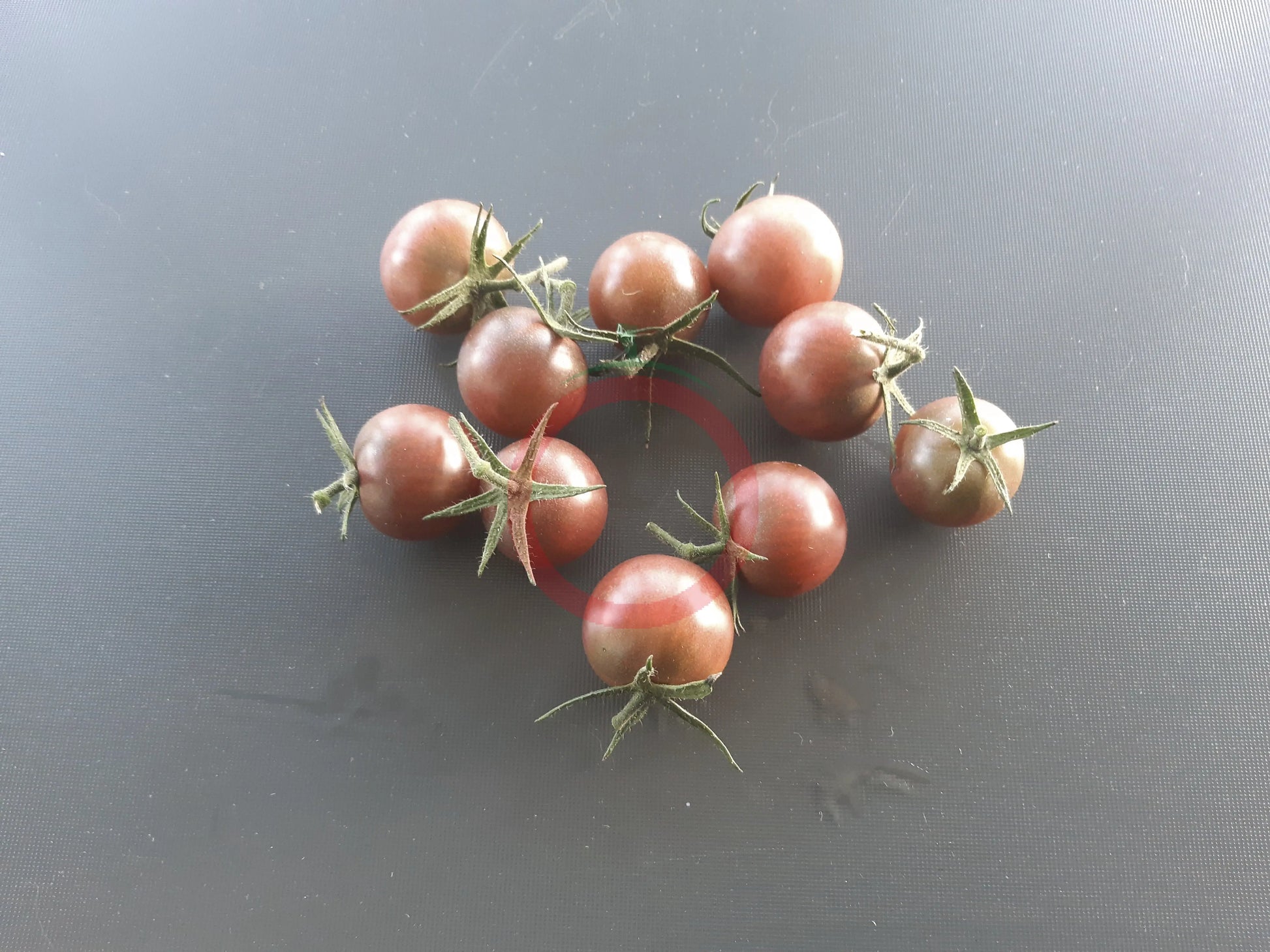 Cerise Noire du Layon DER TOMATENFLÜSTERER
