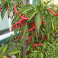 Cheongyang Gochu Chili DER TOMATENFLÜSTERER
