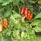 Cherevychky DER TOMATENFLÜSTERER
