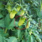 Cherevychky DER TOMATENFLÜSTERER