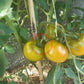 Cherokee Green DER TOMATENFLÜSTERER