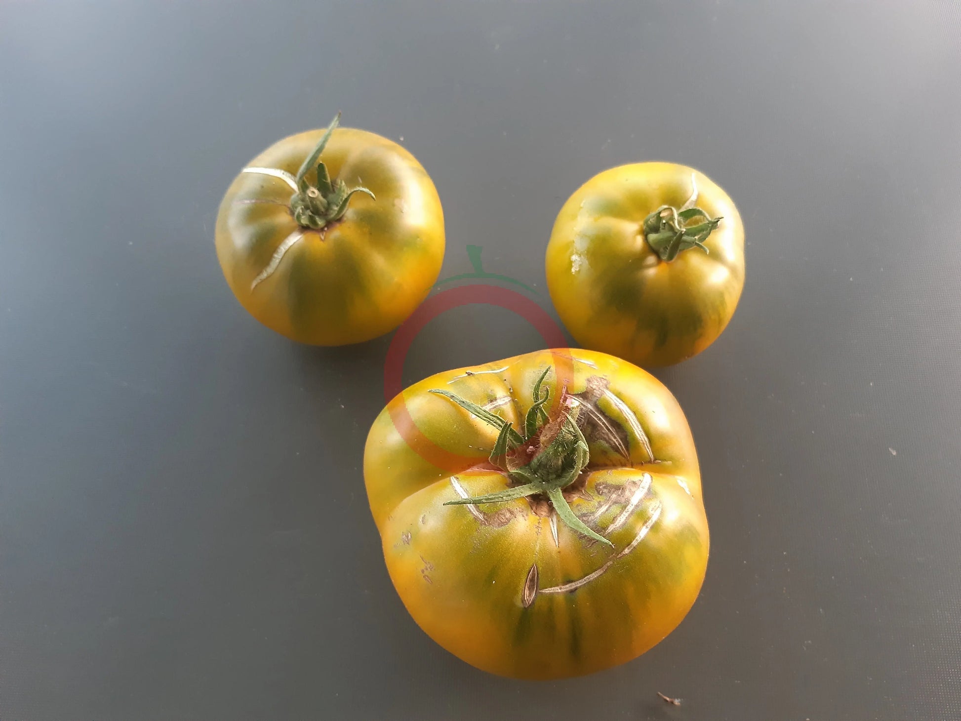 Cherokee Green DER TOMATENFLÜSTERER