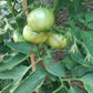 Cherokee Green DER TOMATENFLÜSTERER