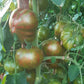 Cherokee Lime Stripes DER TOMATENFLÜSTERER