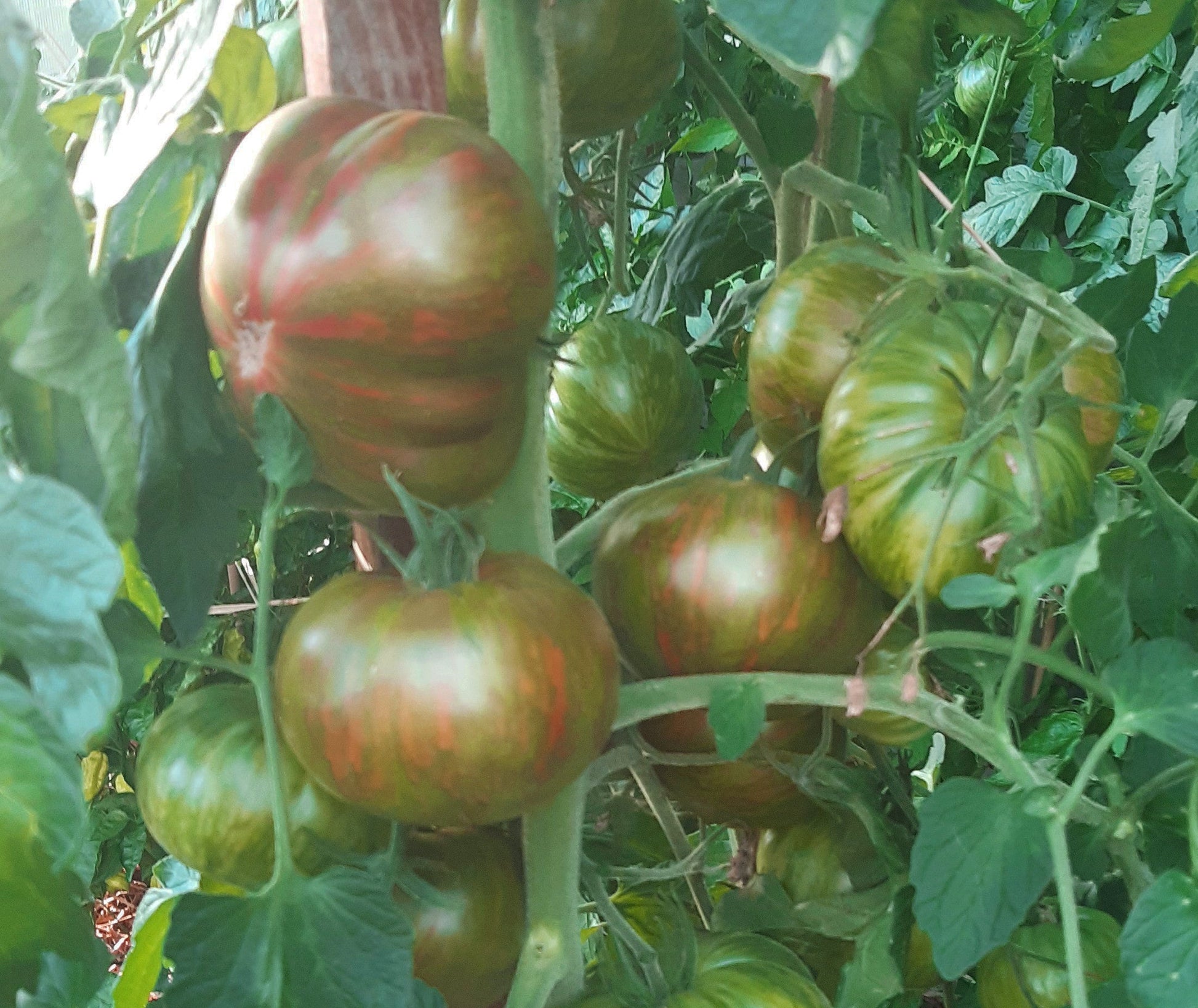 Cherokee Lime Stripes DER TOMATENFLÜSTERER
