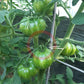 Cherokee Lime Stripes DER TOMATENFLÜSTERER