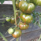 Cherokee Lime Stripes DER TOMATENFLÜSTERER