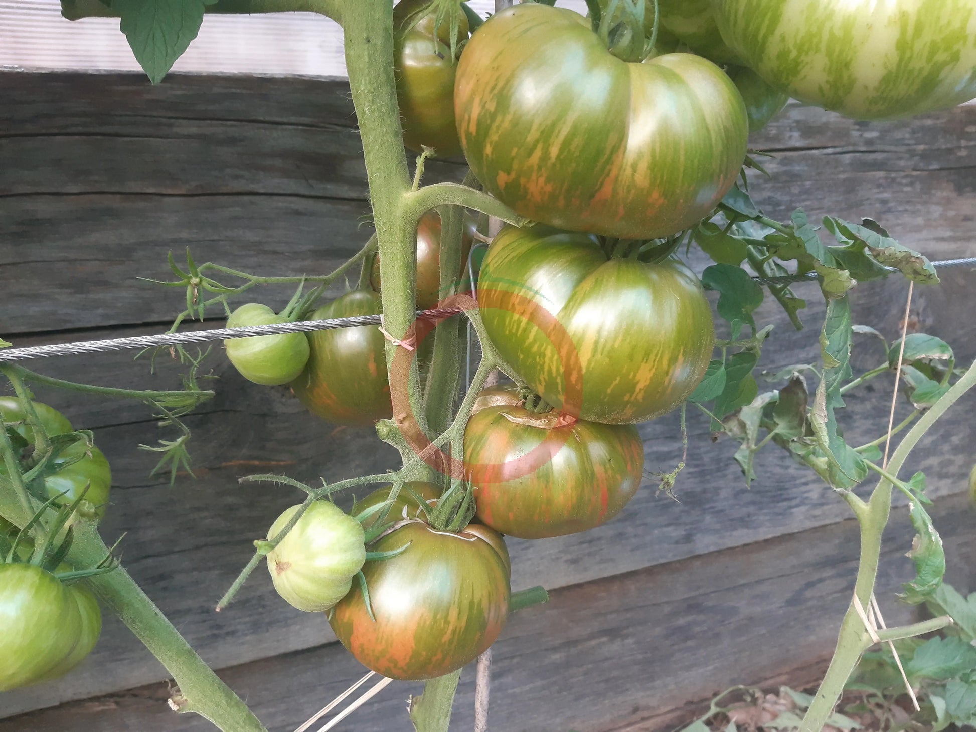 Cherokee Lime Stripes DER TOMATENFLÜSTERER