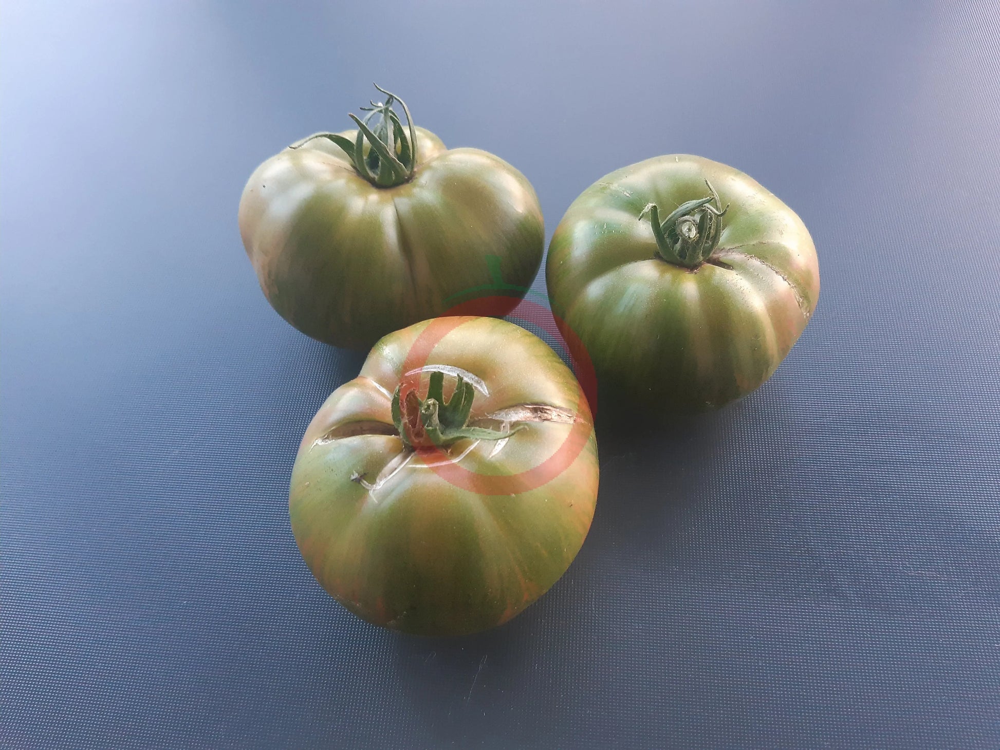 Cherokee Lime Stripes DER TOMATENFLÜSTERER