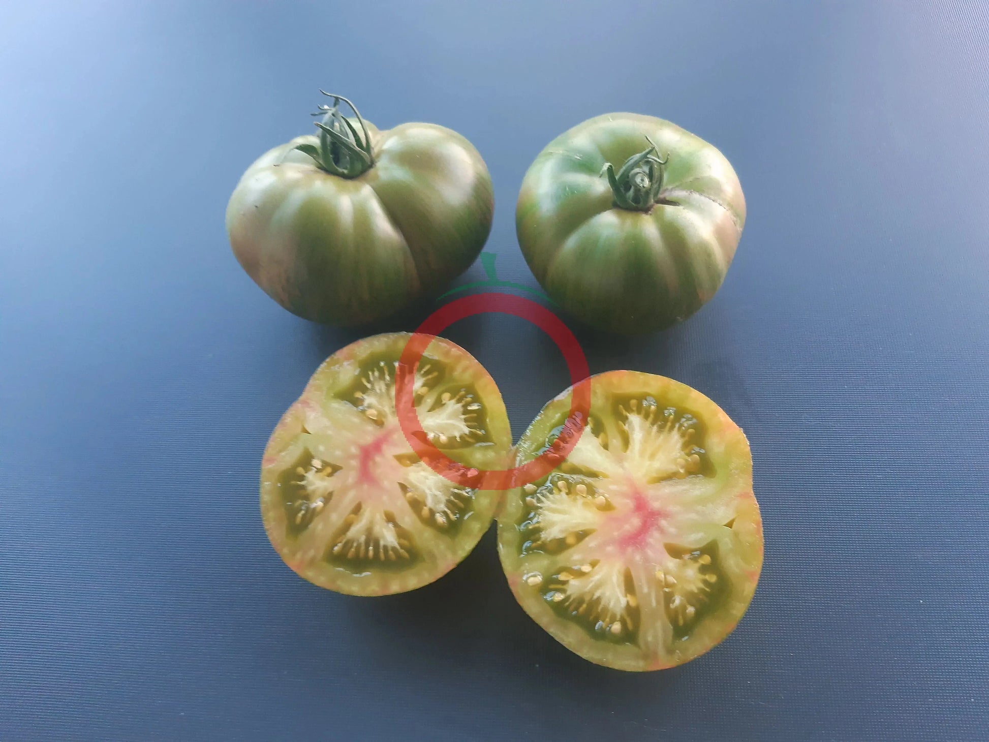 Cherokee Lime Stripes DER TOMATENFLÜSTERER