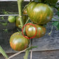 Cherokee Lime Stripes DER TOMATENFLÜSTERER