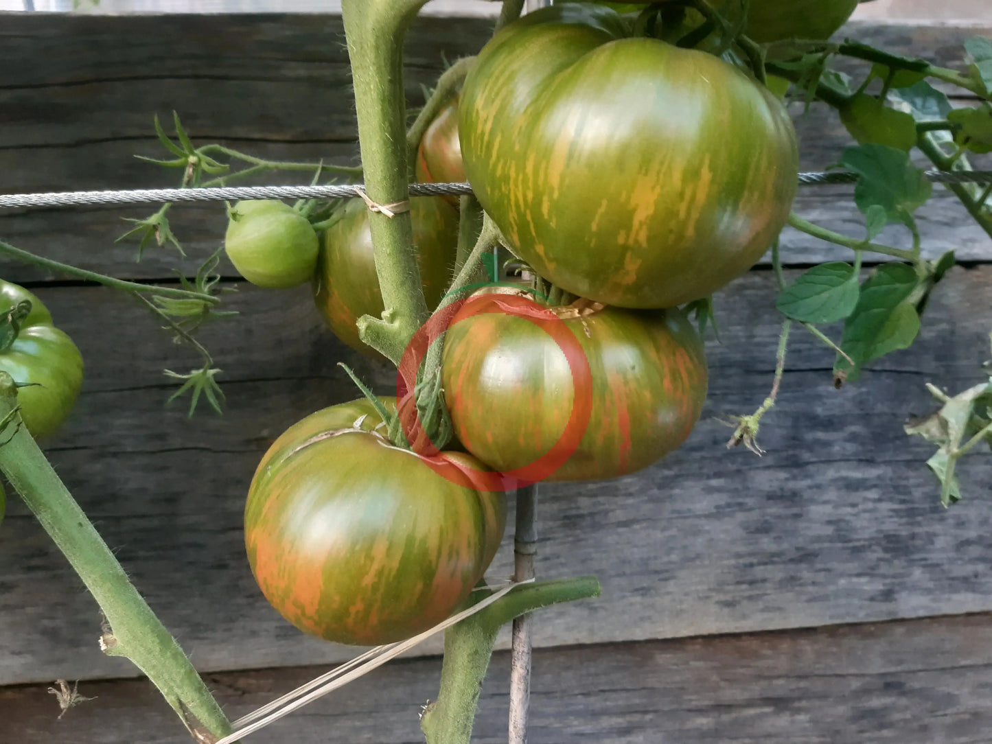 Cherokee Lime Stripes DER TOMATENFLÜSTERER