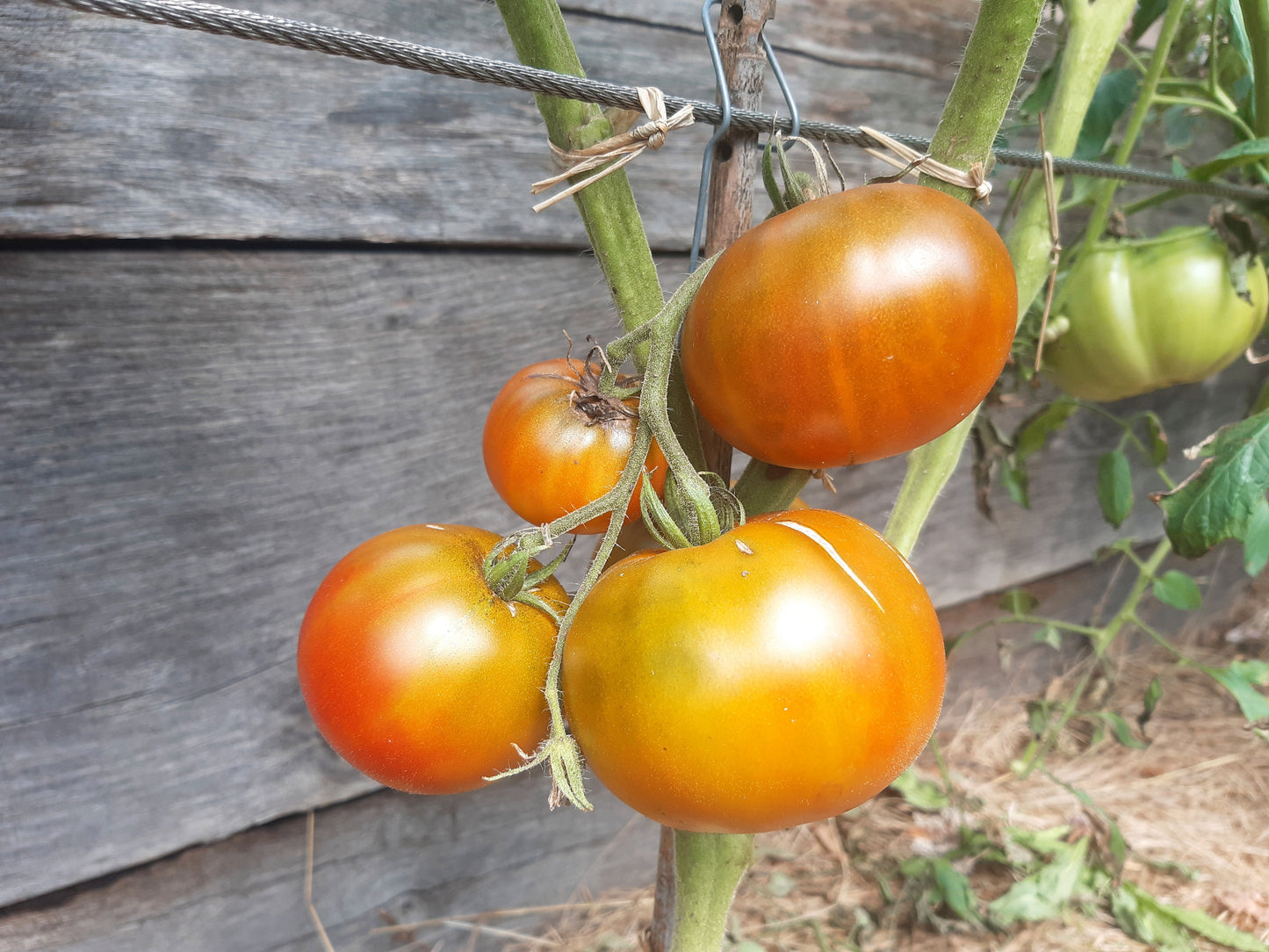 Cherokee Lime Stripes F3 ´Bronze´ (Kopie) DER TOMATENFLÜSTERER