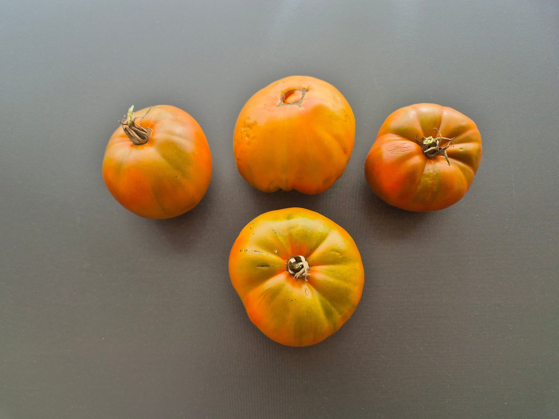 Cherokee Lime Stripes F3 ´Bronze´ (Kopie) DER TOMATENFLÜSTERER