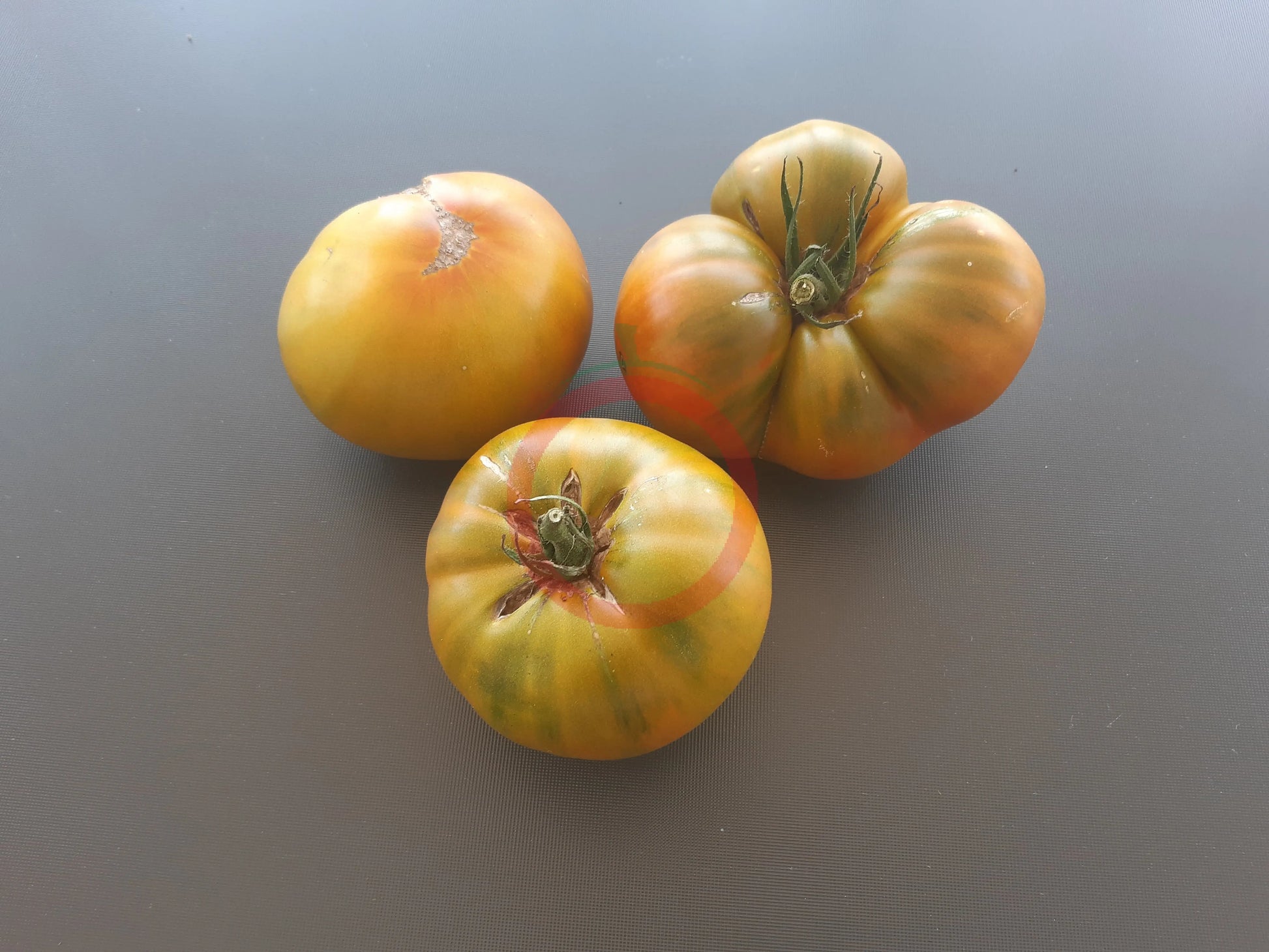 Cherokee Lime Stripes Kreuzung F2 DER TOMATENFLÜSTERER