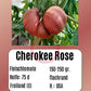 Cherokee Rose DER TOMATENFLÜSTERER