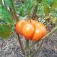 Cherokee Tiger orange DER TOMATENFLÜSTERER