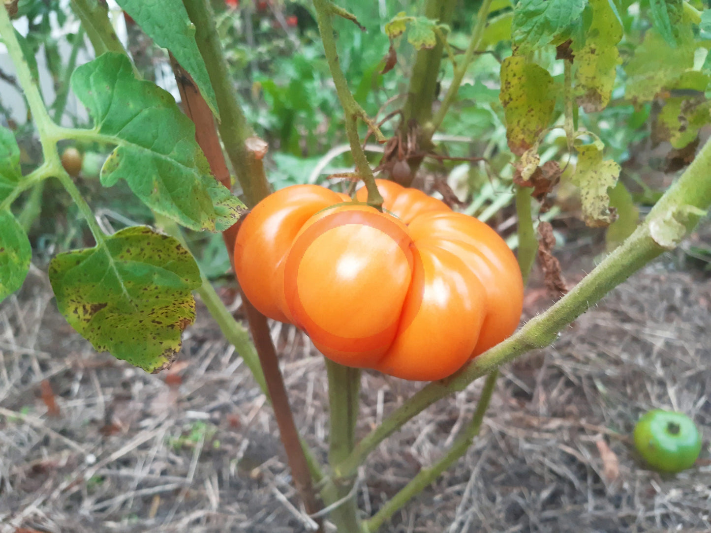 Cherokee Tiger orange DER TOMATENFLÜSTERER