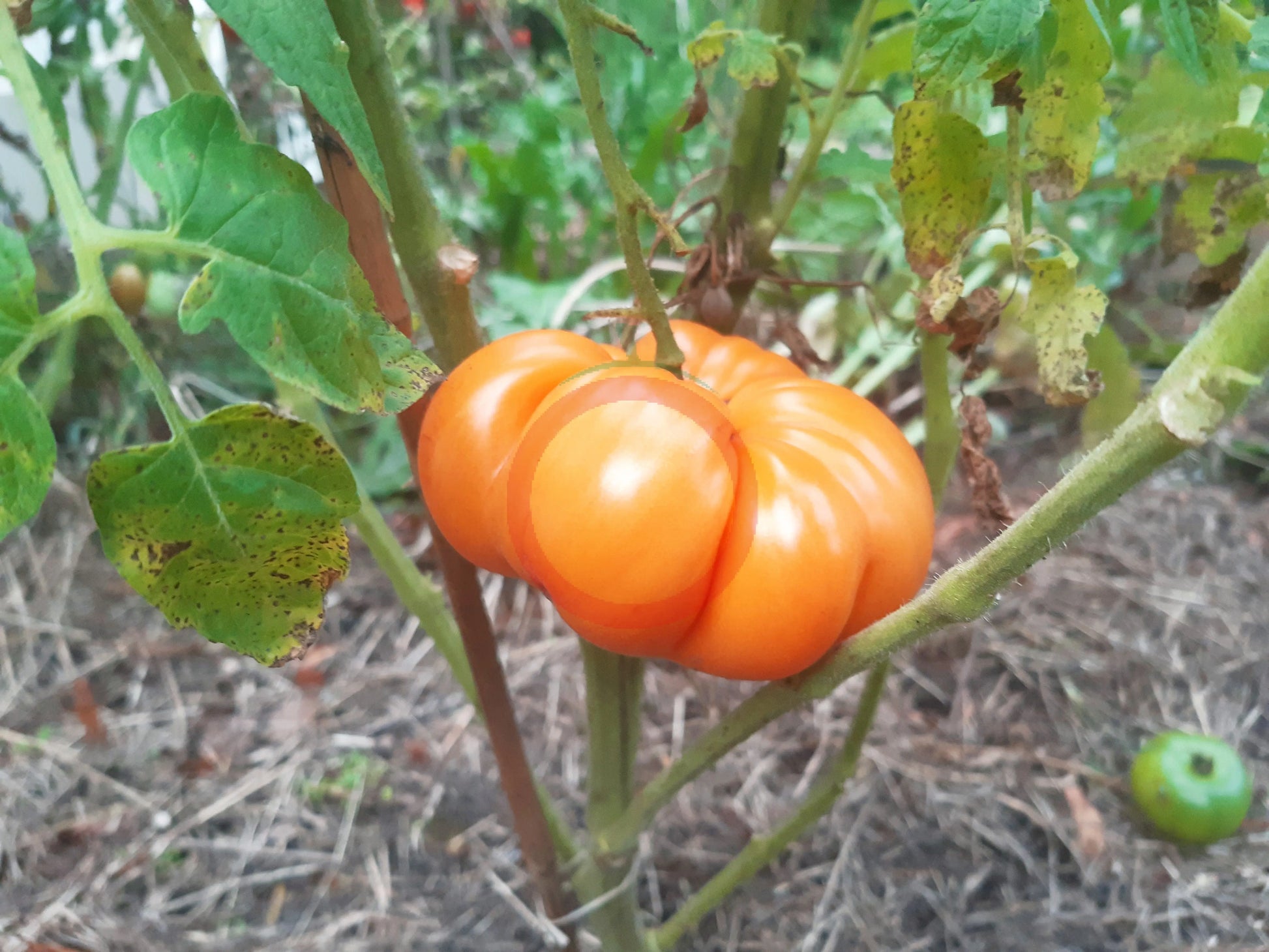 Cherokee Tiger orange DER TOMATENFLÜSTERER
