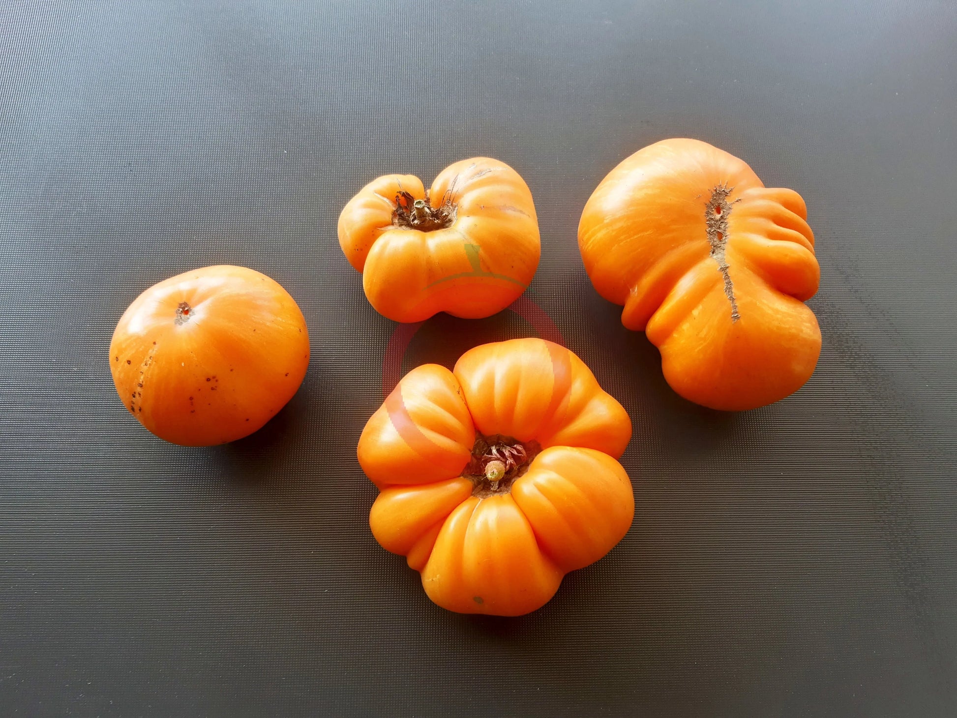 Cherokee Tiger orange DER TOMATENFLÜSTERER