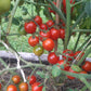 Cherry Falls DER TOMATENFLÜSTERER