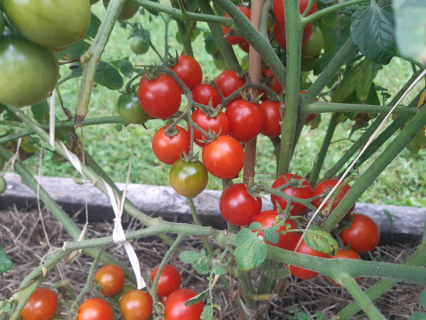 Cherry Falls DER TOMATENFLÜSTERER