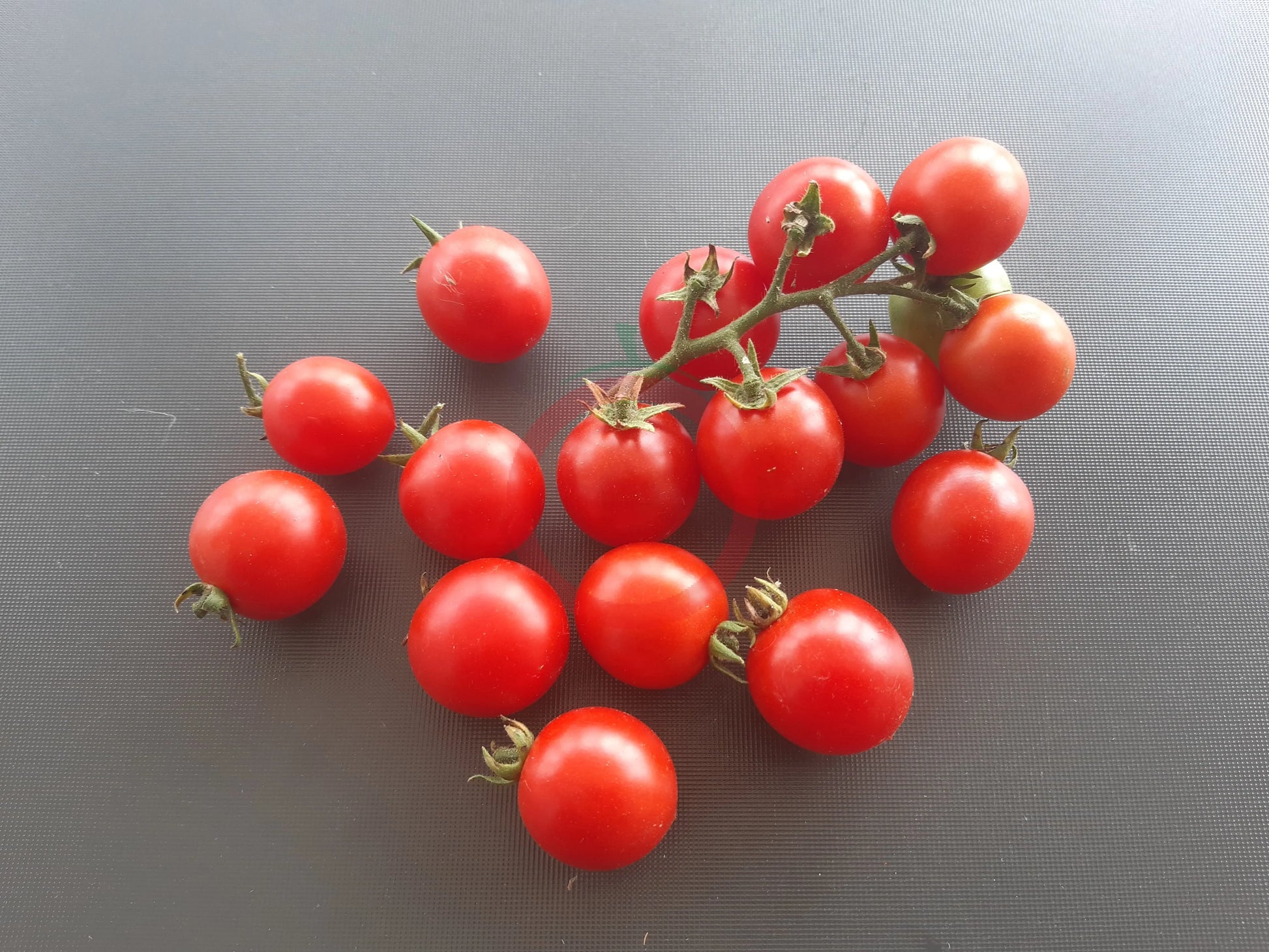 Cherry Falls DER TOMATENFLÜSTERER
