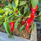 Chilcostle Rojo DER TOMATENFLÜSTERER